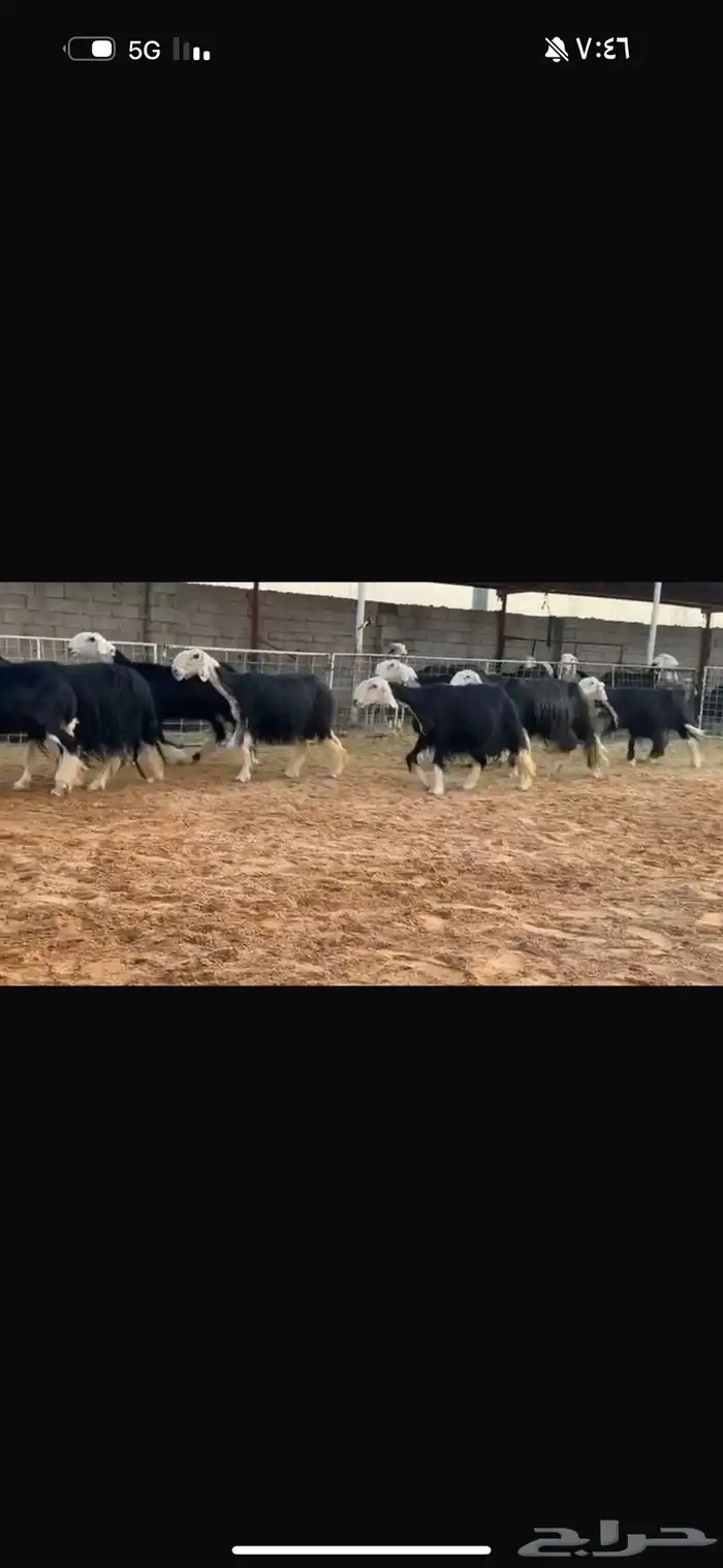 عرض بيع نجد مواليد 2