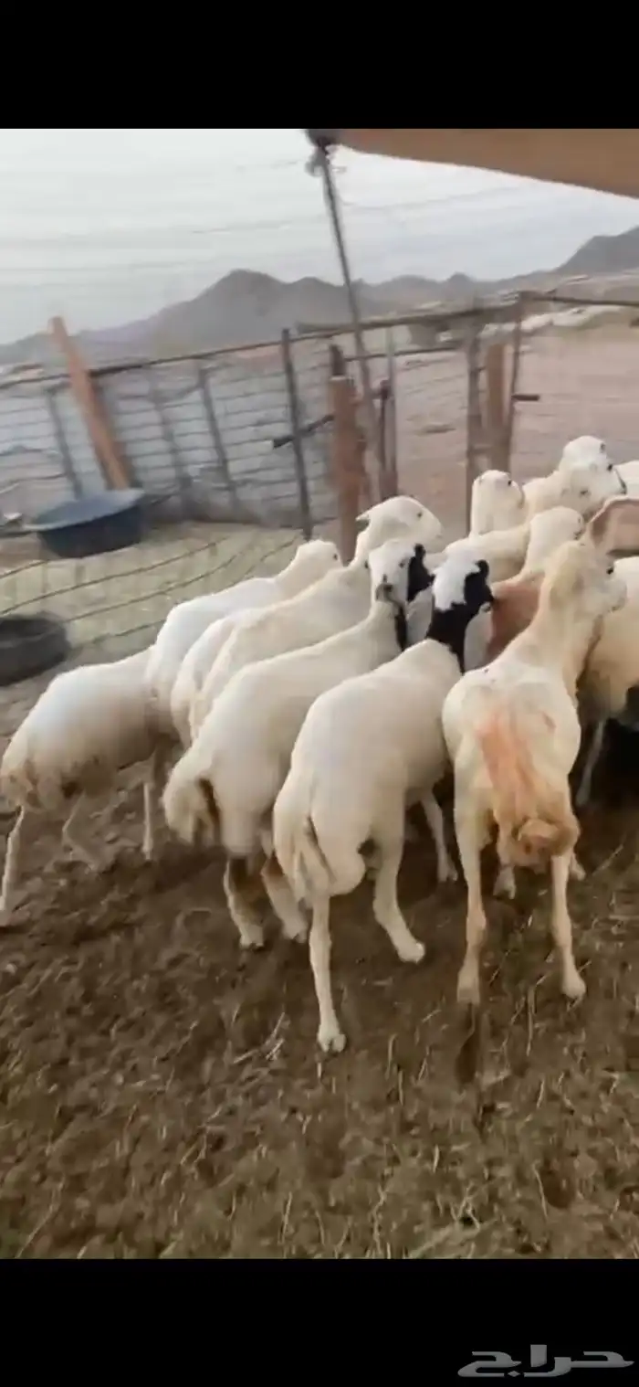 15 رخال ثنايا دفاع الحد 1000 0