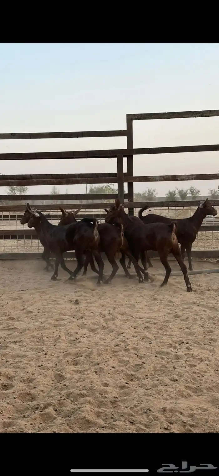 جفار جنوبيه دبس 1