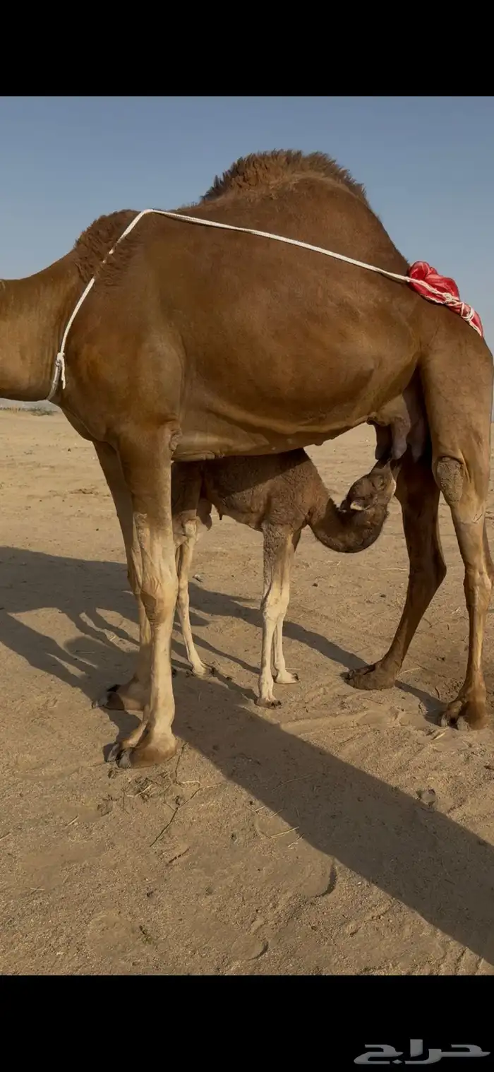 خلفة ساحلية للبيع 2