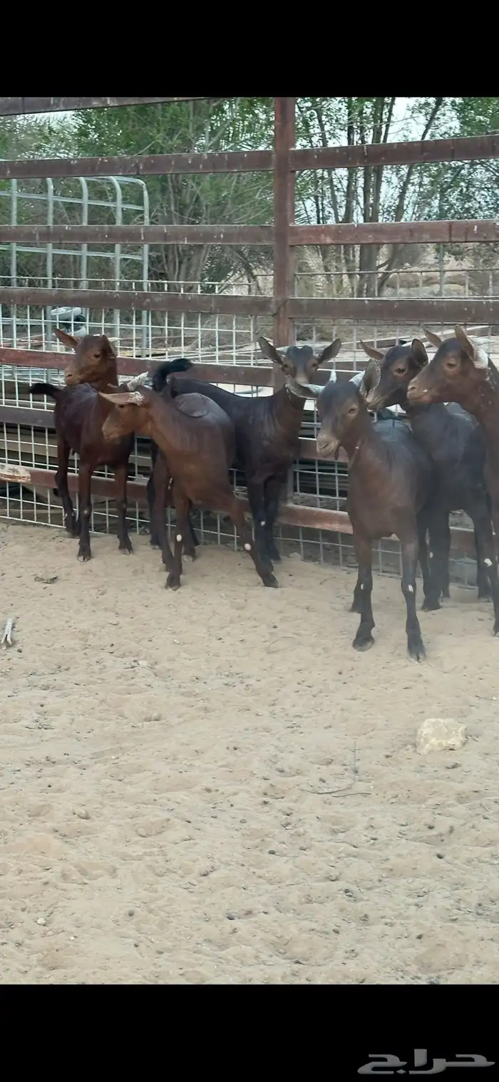 جفار جنوبيه دبس 2