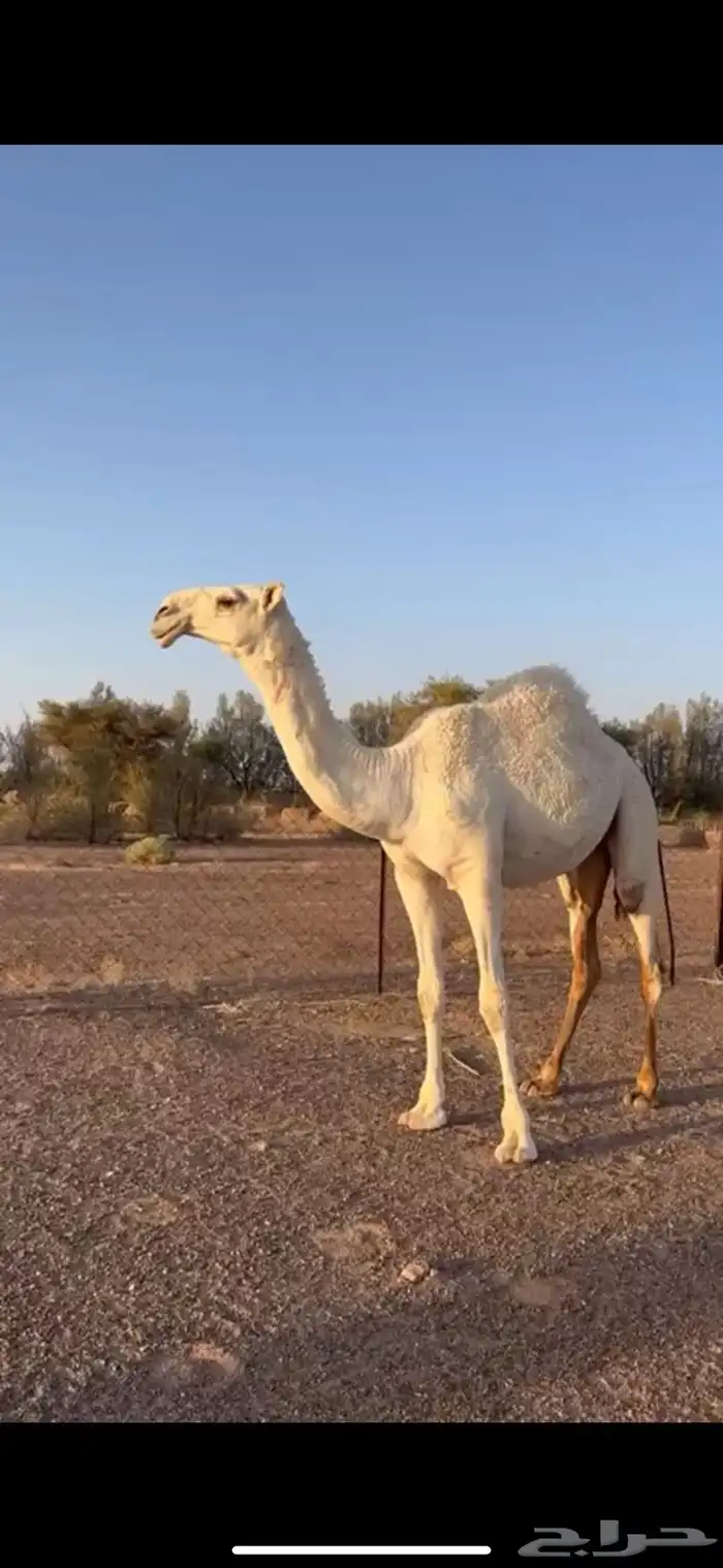 بكره كفو كحيلانيه 2