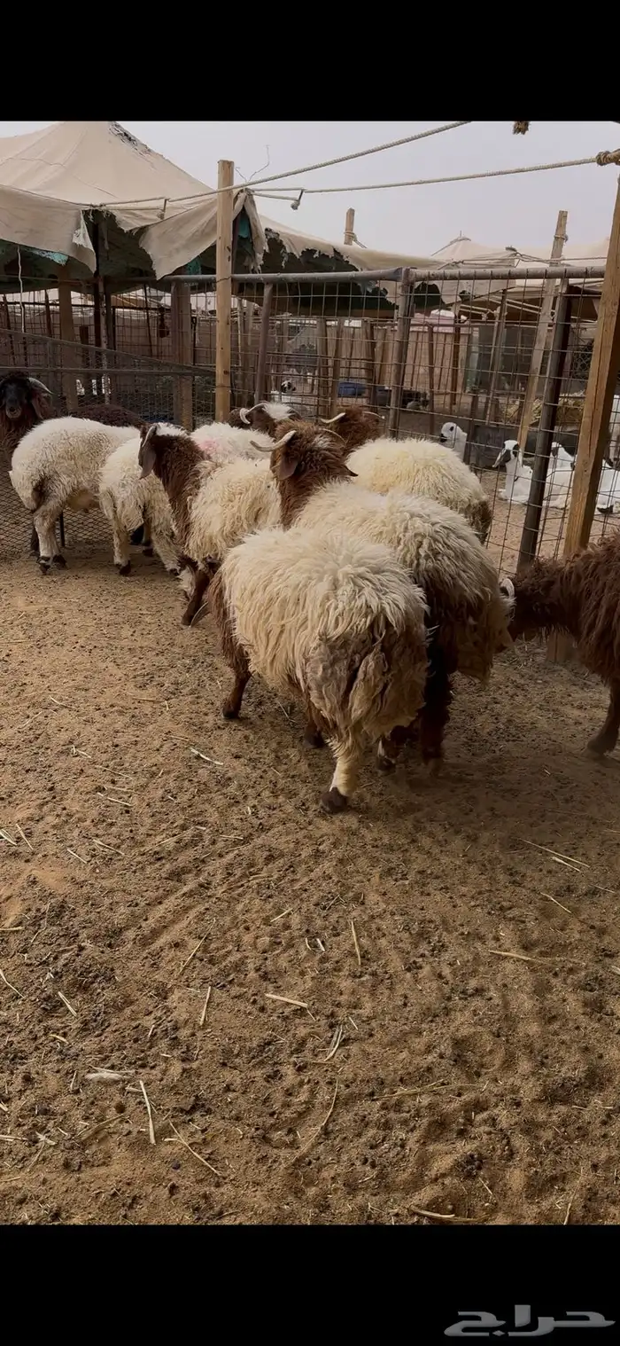 ذبايح خرفان تمايم طيبه 1