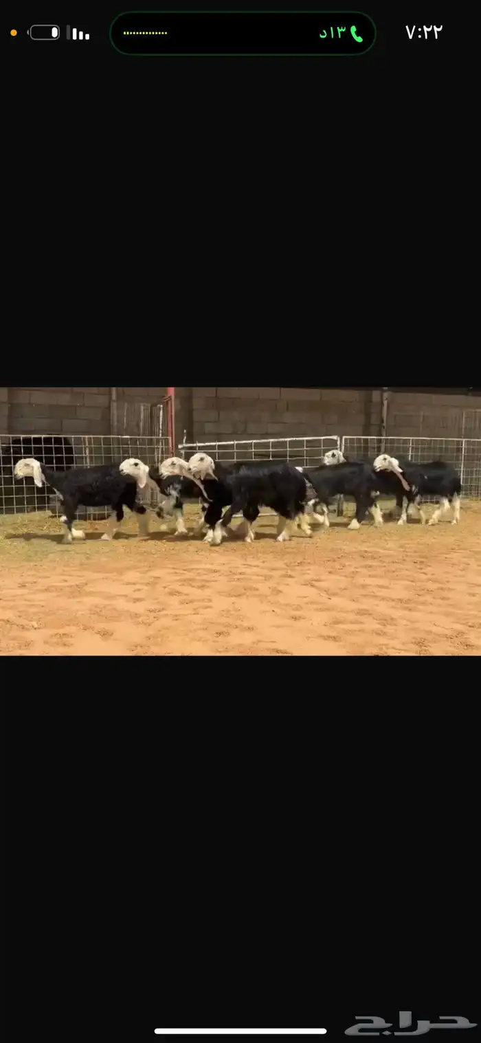 عرض رخال جذعات 5
