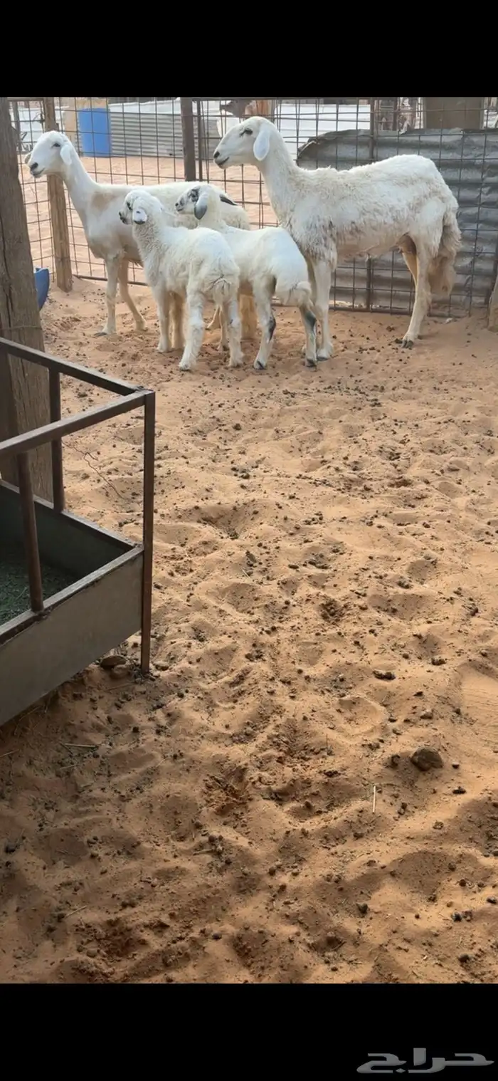للبيع شياهه حريات ولد كفوو 0