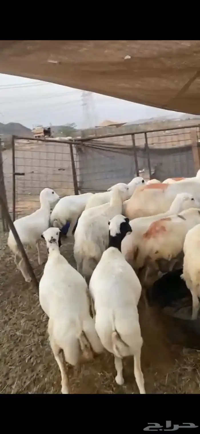 15 رخال ثنايا دفاع الحد 1000 1