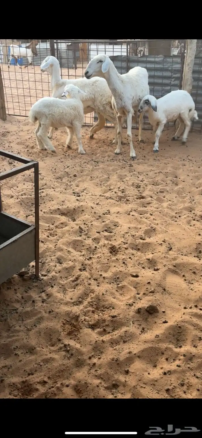 للبيع شياهه حريات ولد كفوو 1