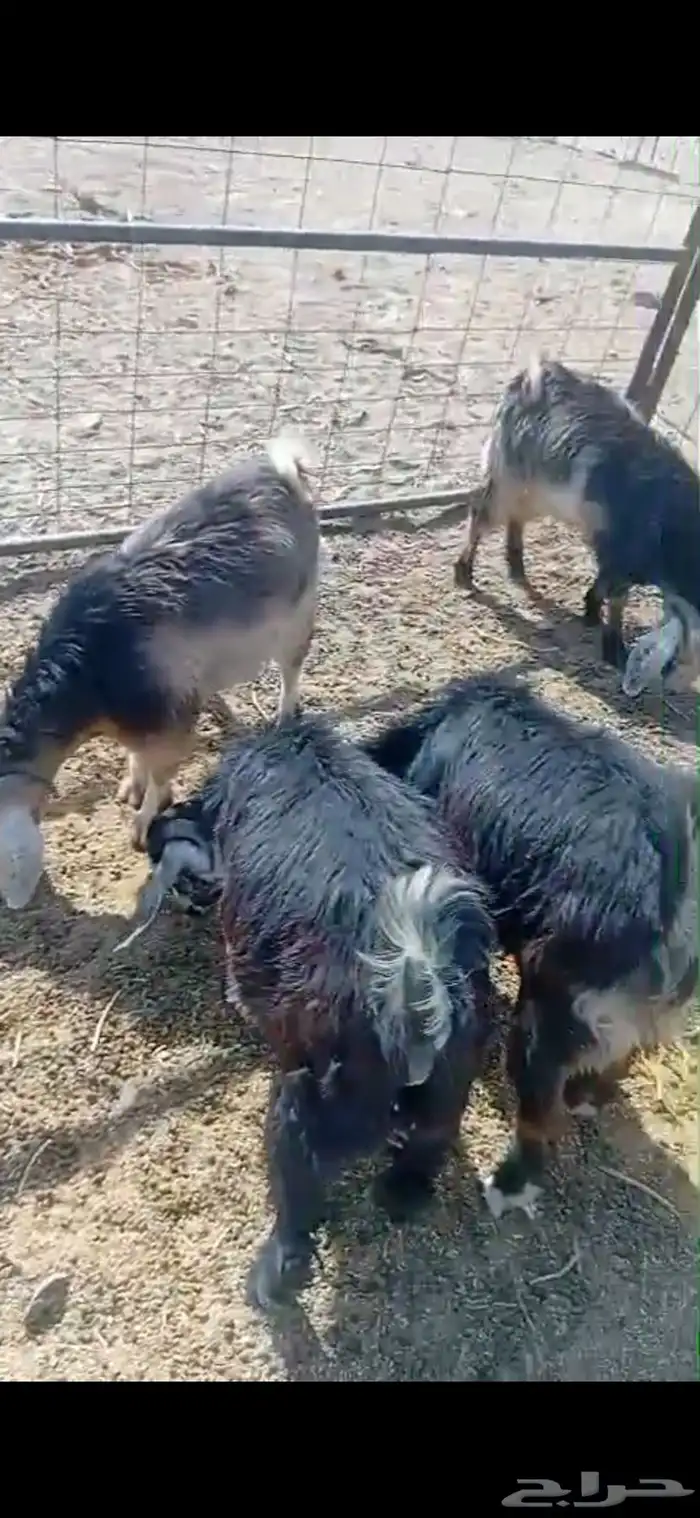 تيوس و طليان 2