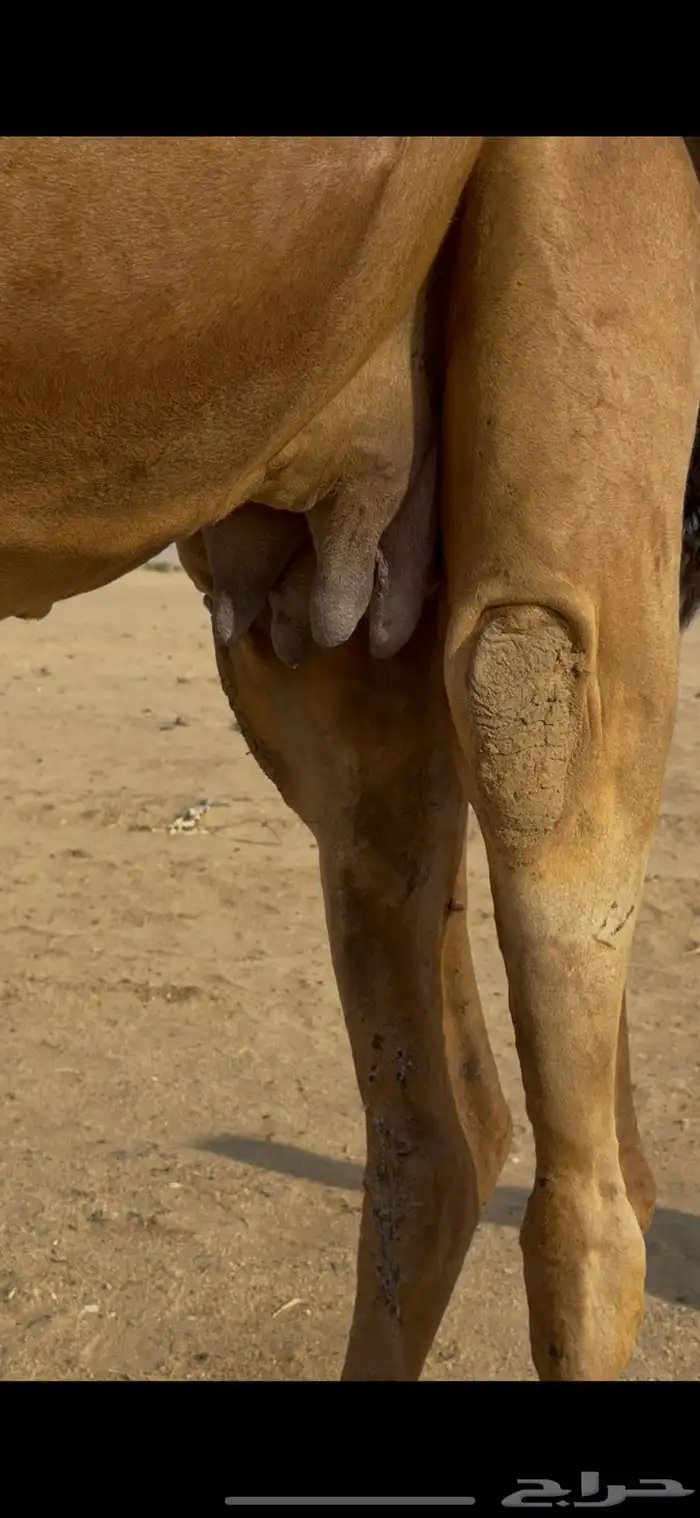 خلفة ساحلية للبيع 5