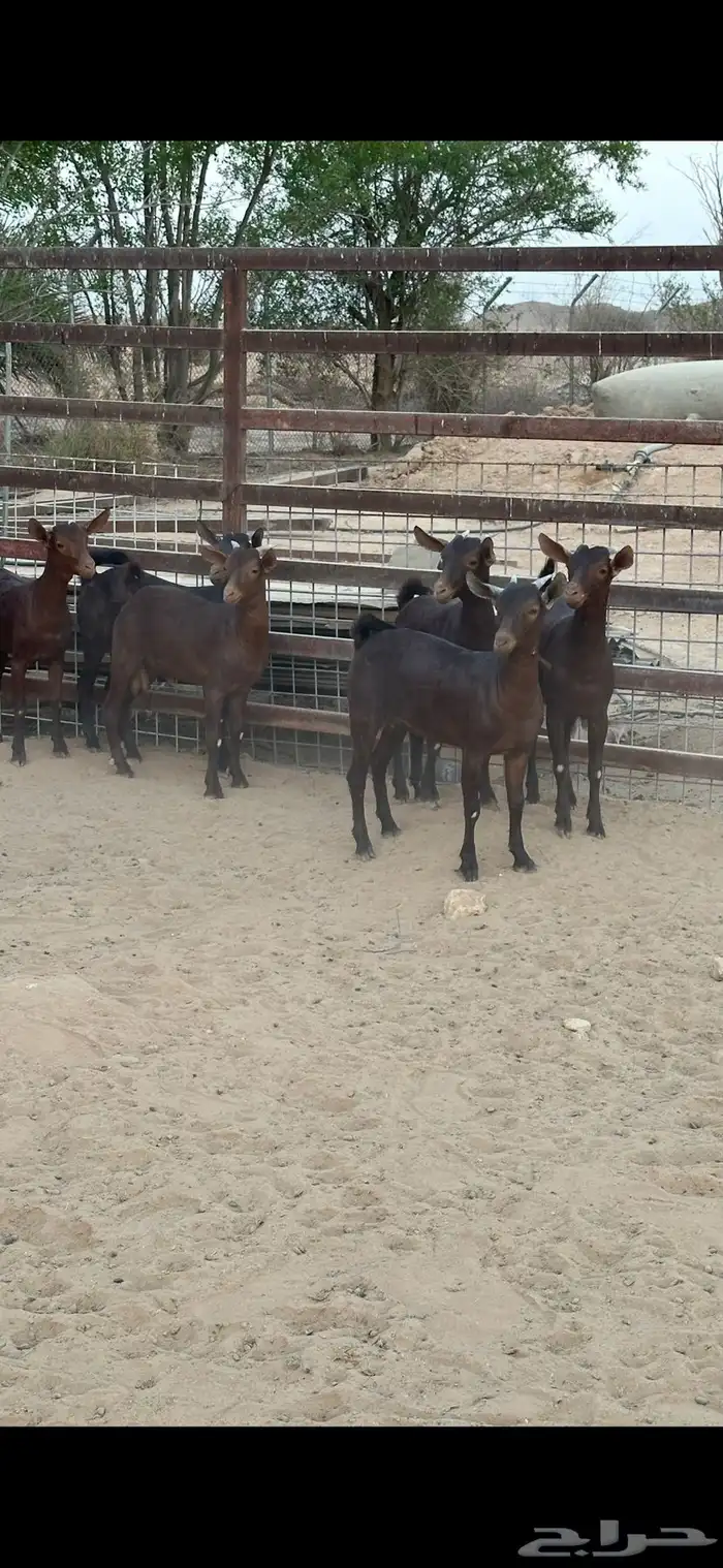 جفار جنوبيه دبس 3