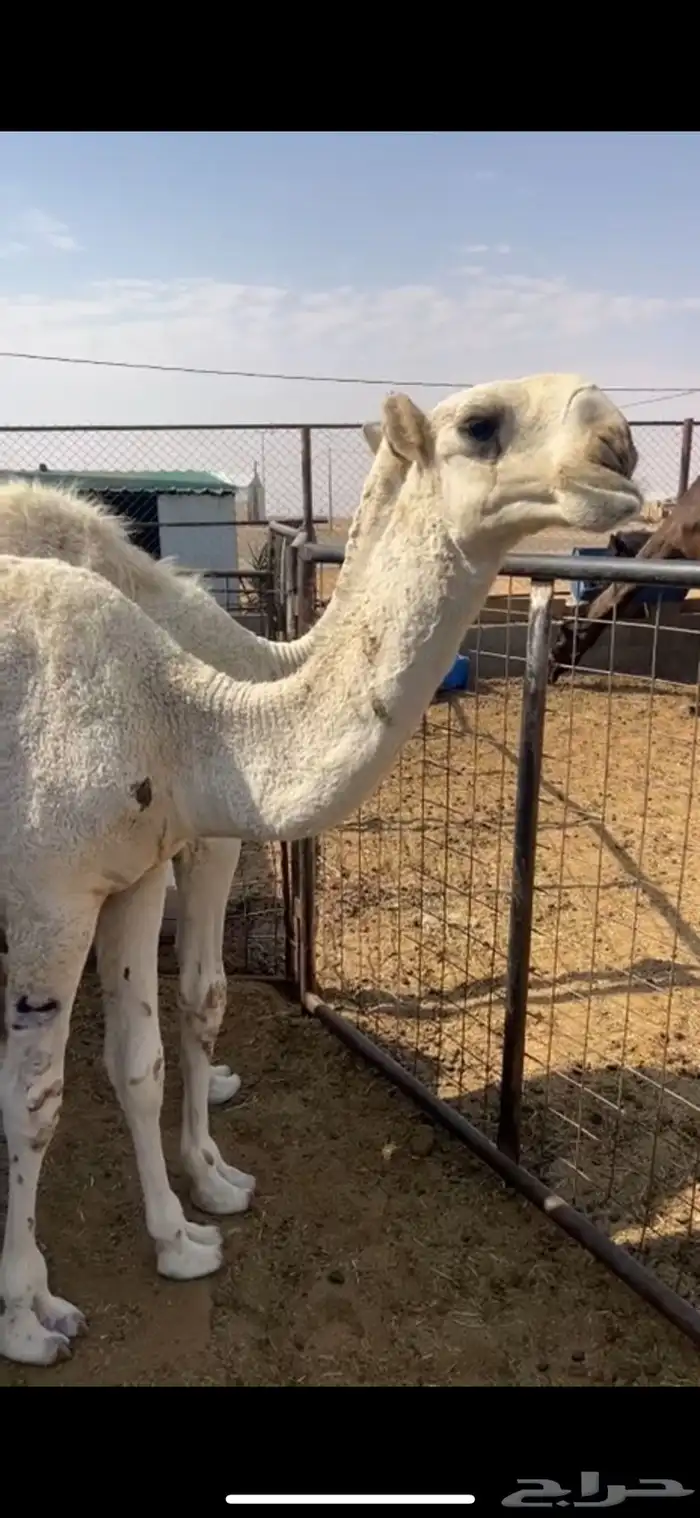 للبيع بكره لوفا 0