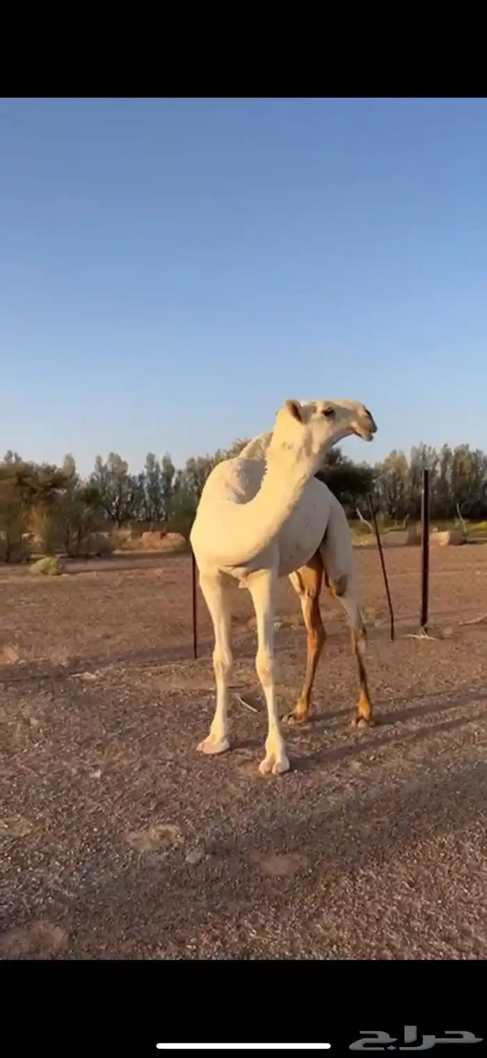بكره كفو كحيلانيه 0