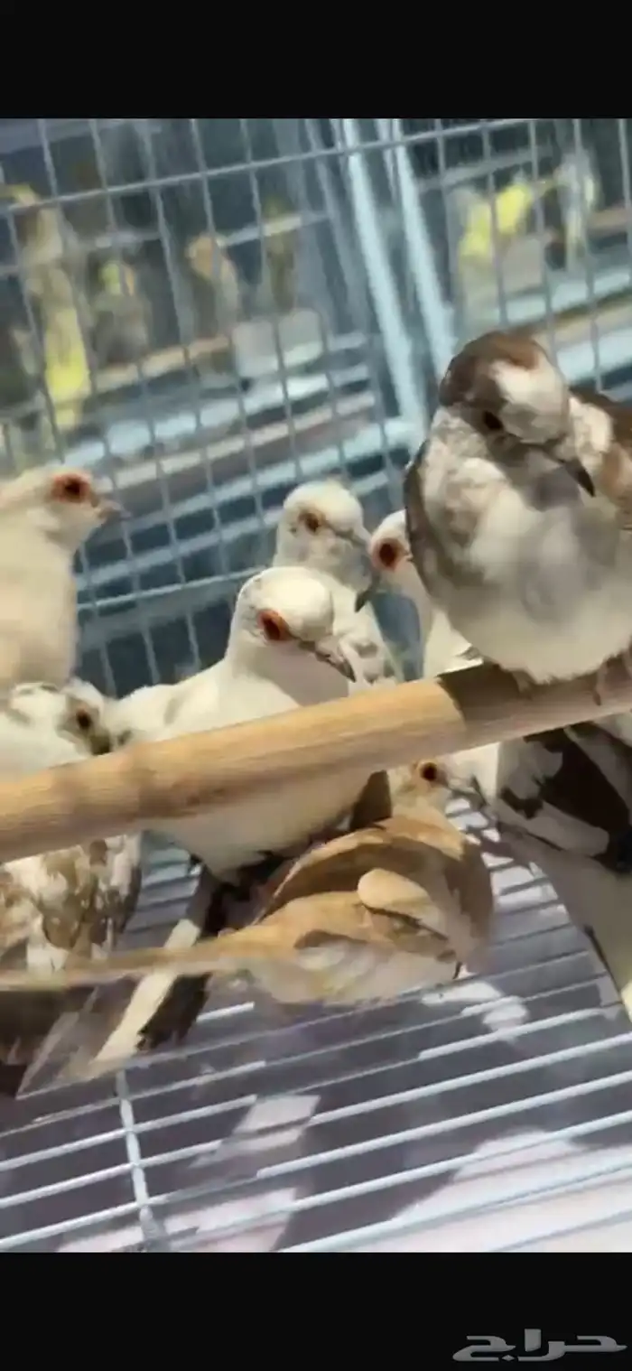 يمام ماسي طفرات 2