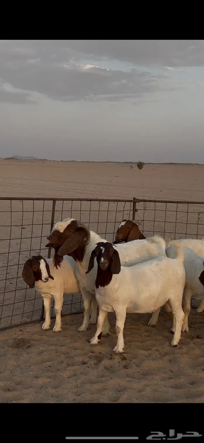 جفرات بورقوت للبيع 4