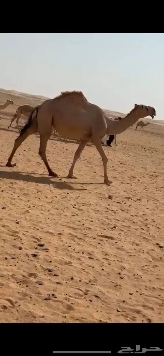 للبيع بكرة جذعه 0