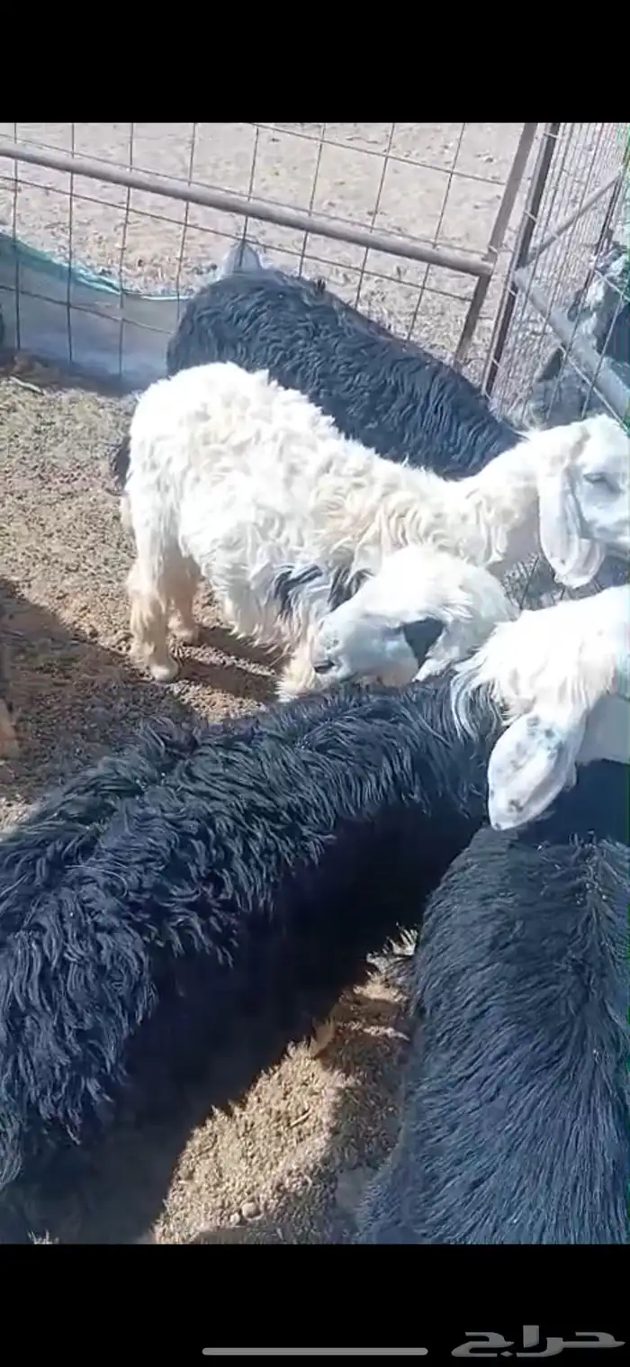 تيوس و طليان 0