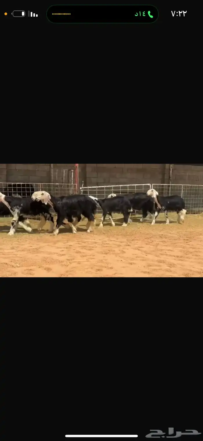 عرض رخال جذعات 4