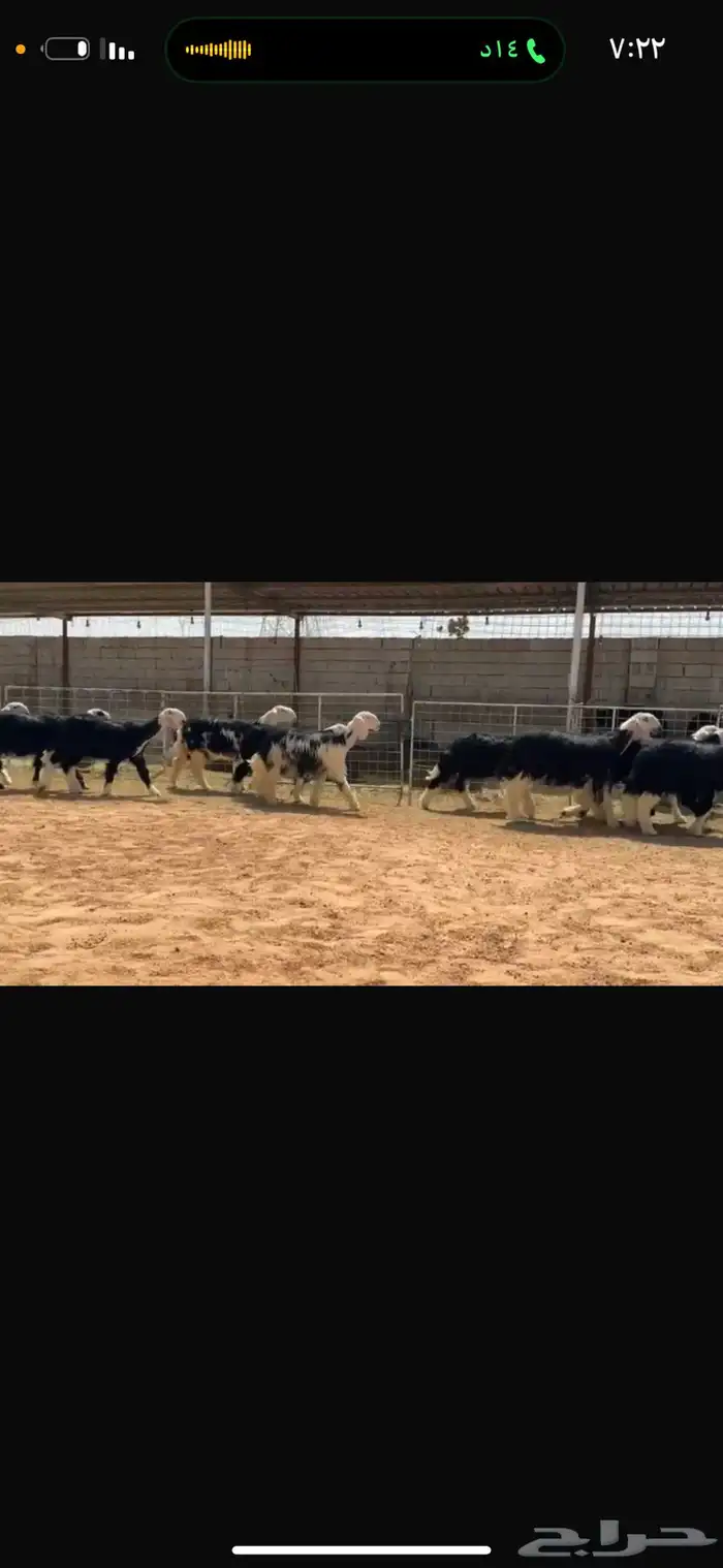 عرض رخال جذعات 2