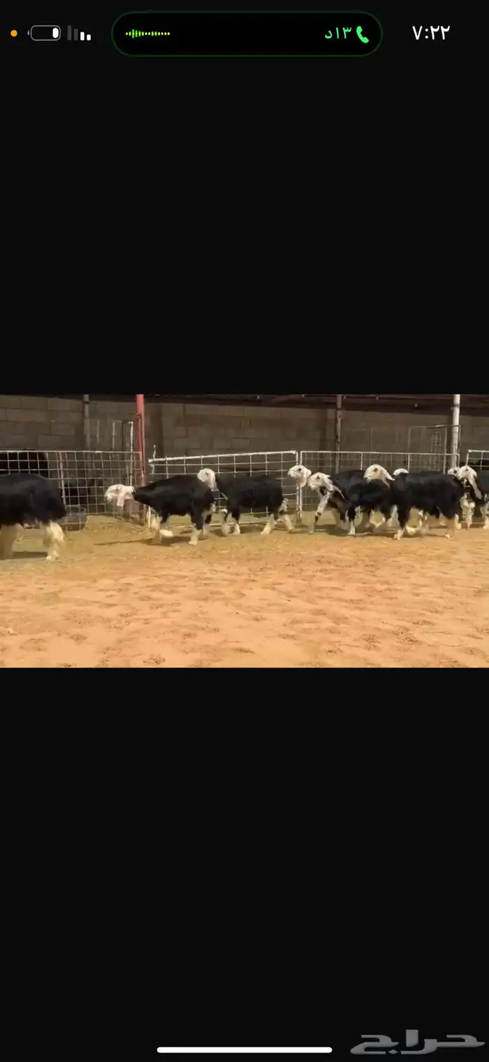 عرض رخال جذعات 7