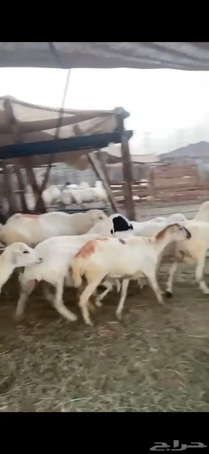 15 رخال ثنايا دفاع الحد 1000 8