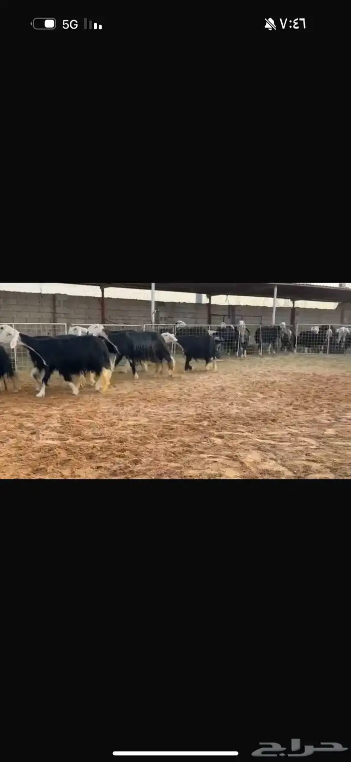 عرض بيع نجد مواليد 0