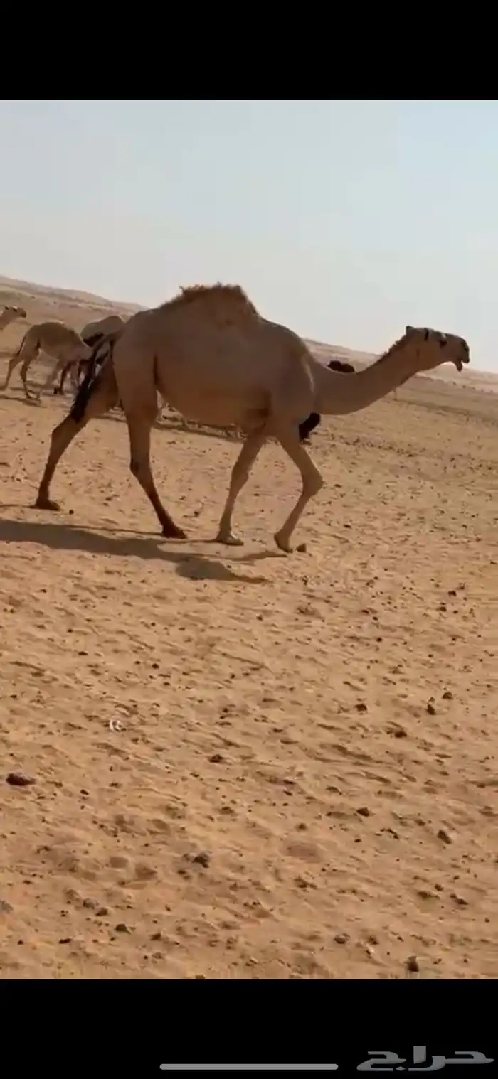 للبيع بكرة جذعه 2