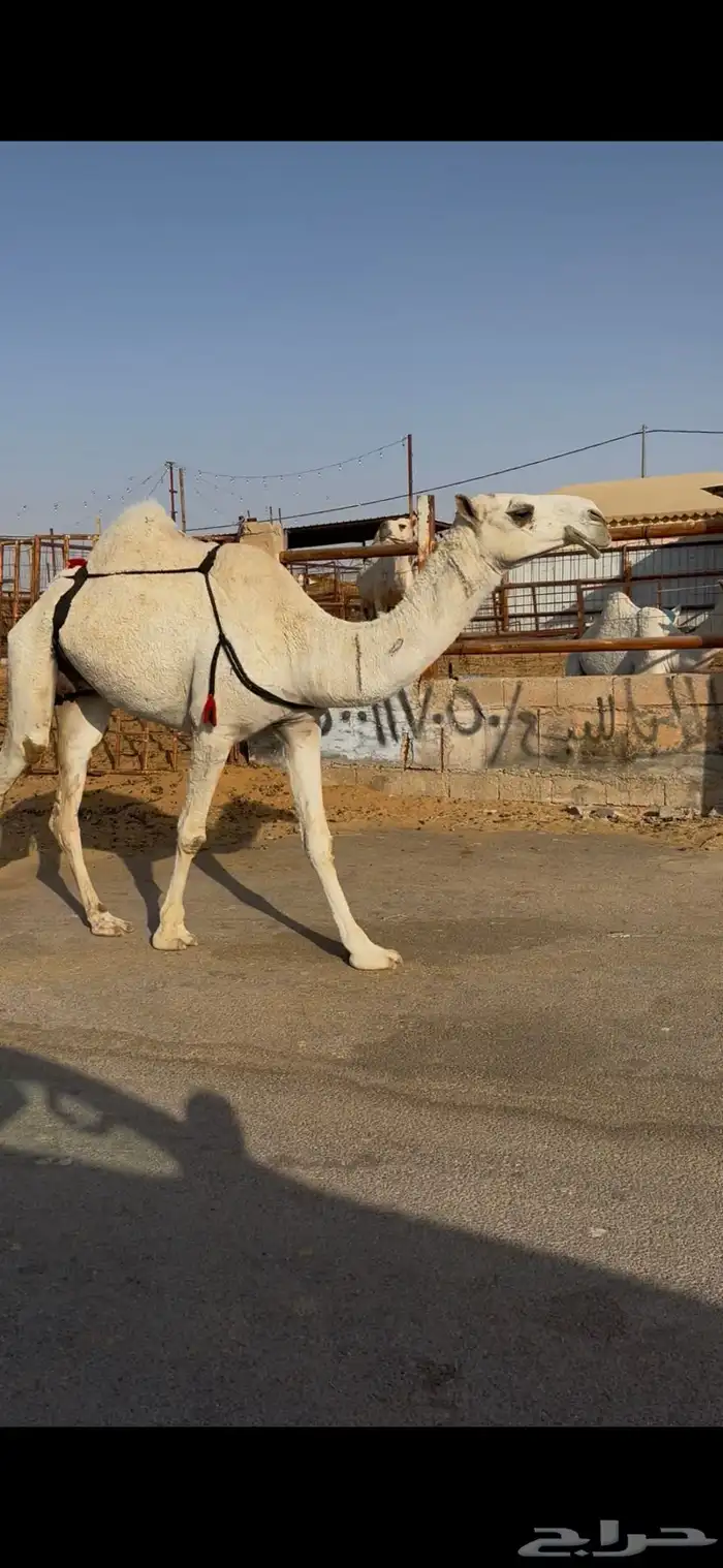 البيع خفوات عل شروط 3