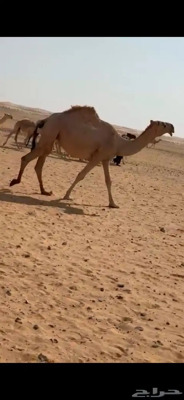 للبيع بكرة جذعه 3
