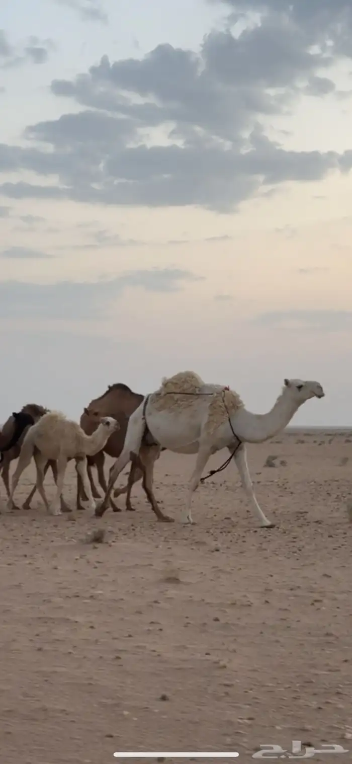 للبيع عشرا تحتها بكره على جميع الشروط 0