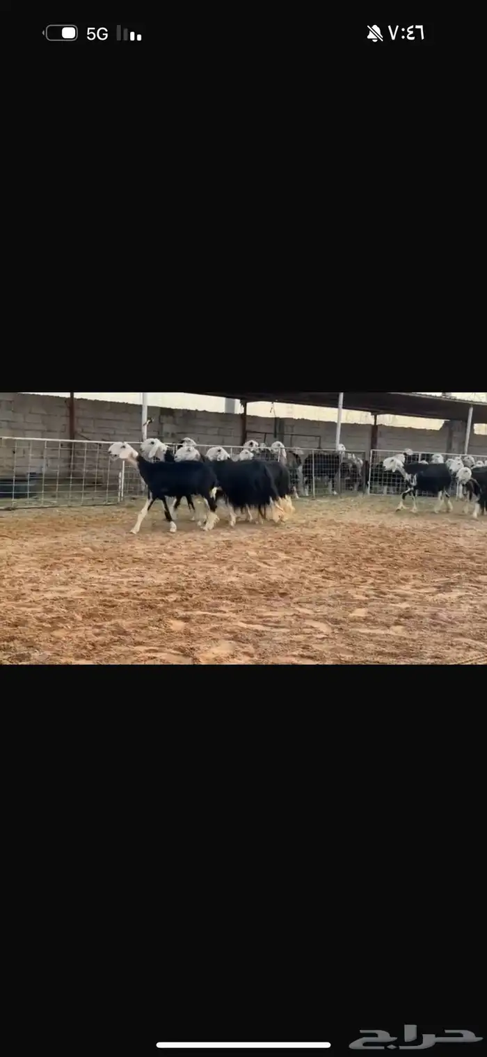 عرض بيع نجد مواليد 5