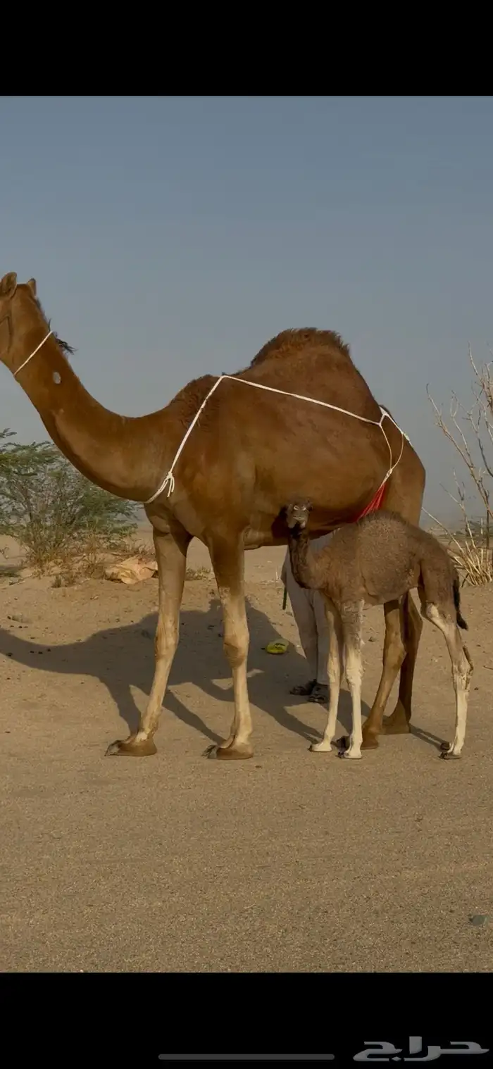 خلفة ساحلية للبيع 4