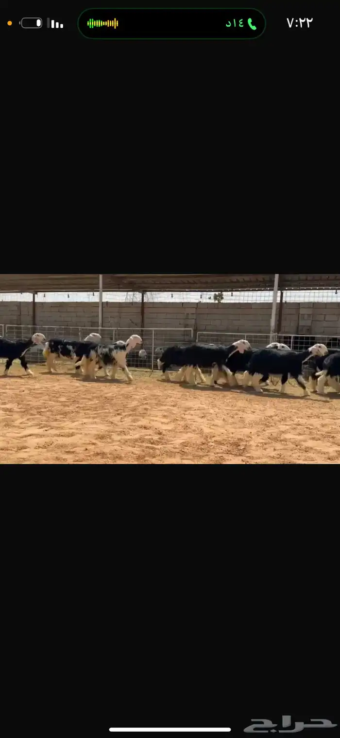 عرض رخال جذعات 3