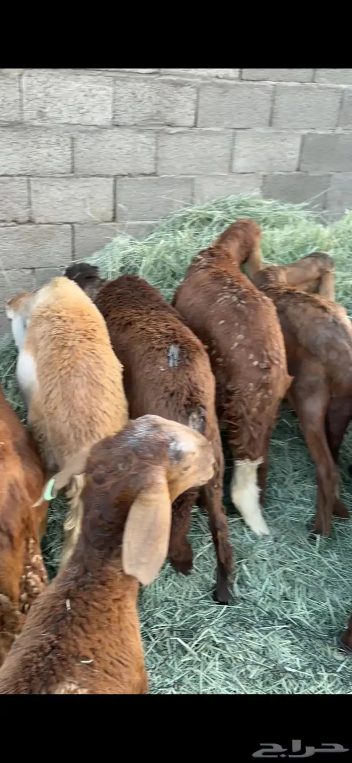 خرفان سواكن طيبه طيبه 3