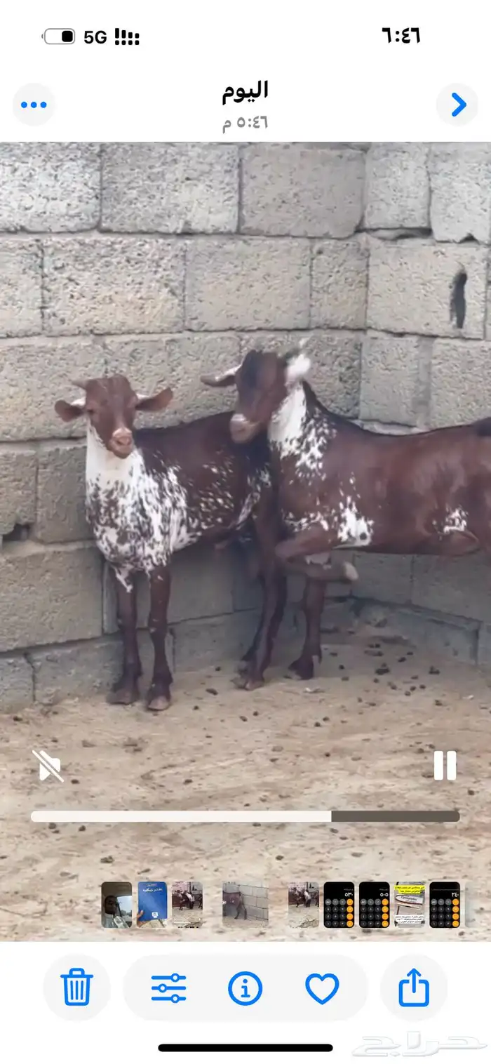 تيوس وشح فحول 0