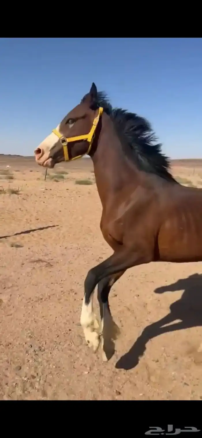حصان شعبي تربيع وسبووق 6