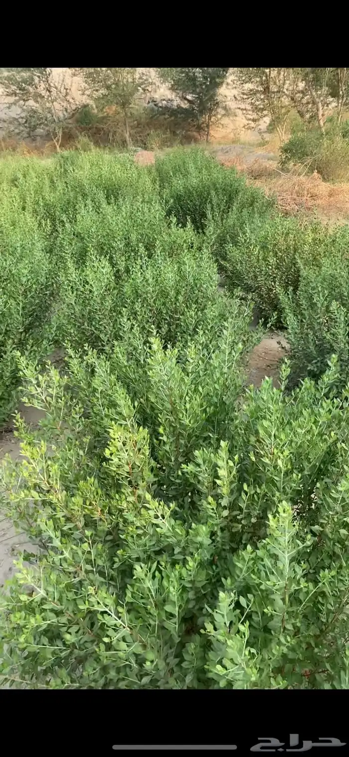حناء مديني حنى ينبع النخل و ملوخية سدر مشاط 2