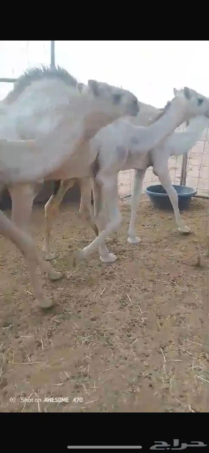 للبيع حشو طيبه كفو اطيب من التصوير القعدان 9وبكره وحده 2