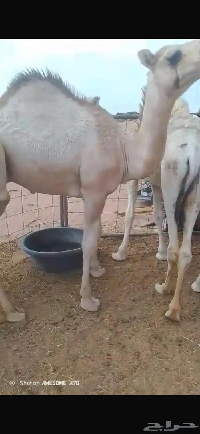 للبيع حشو طيبه كفو اطيب من التصوير القعدان 9وبكره وحده 3