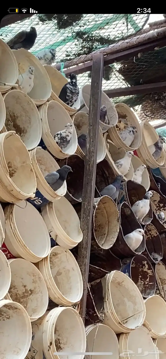 40 جور مشاكيل باكستاني وفرنسي ابيض  وسلفر 1