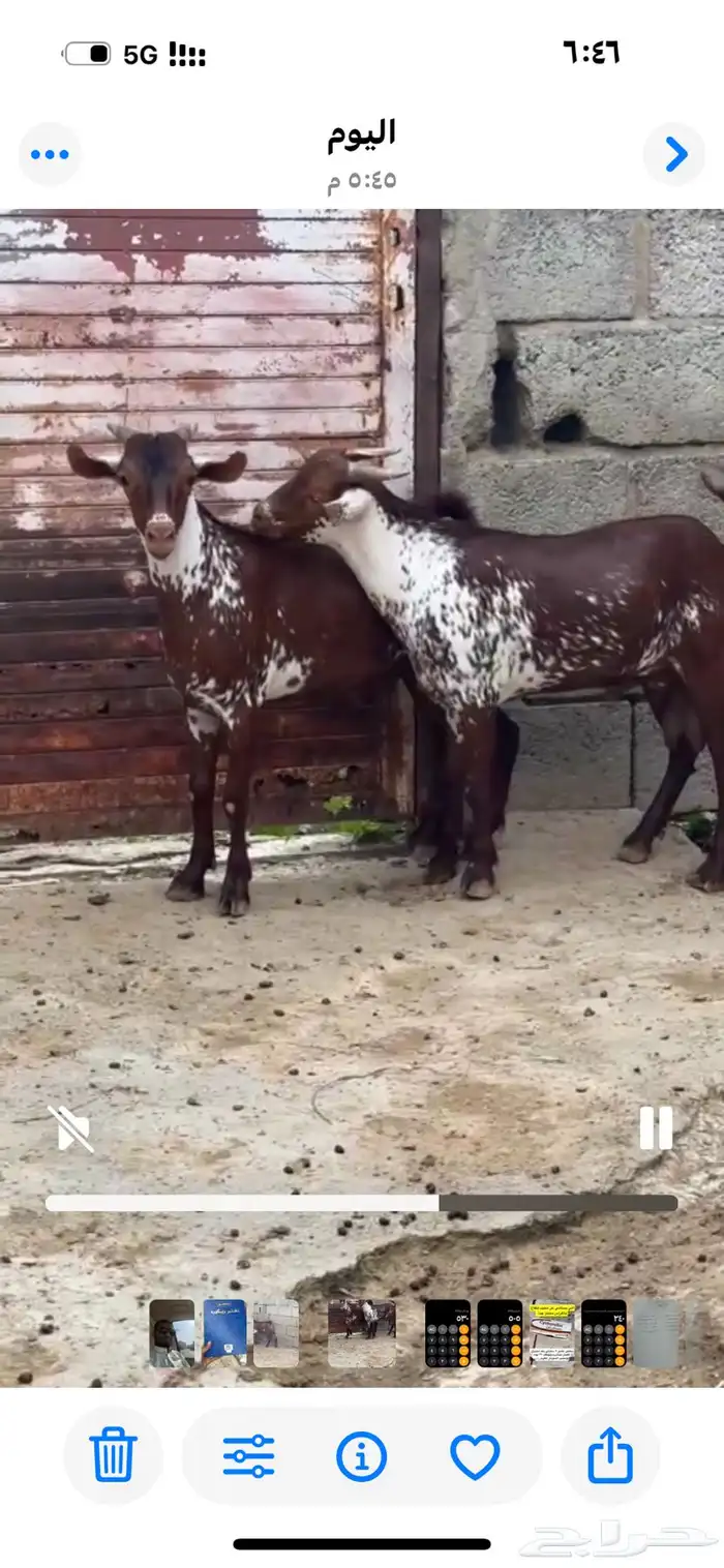 تيوس وشح فحول 1