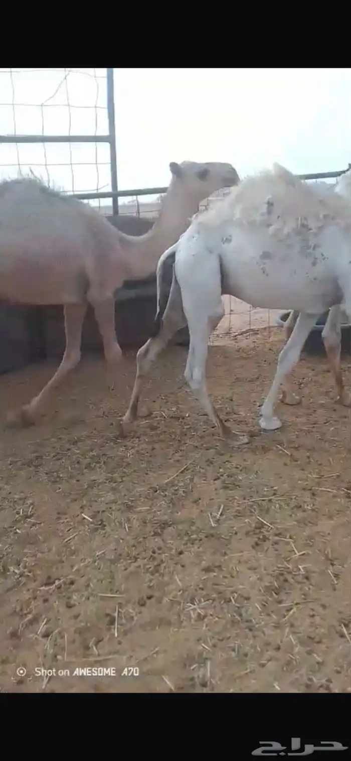 للبيع حشو طيبه كفو اطيب من التصوير القعدان 9وبكره وحده 0