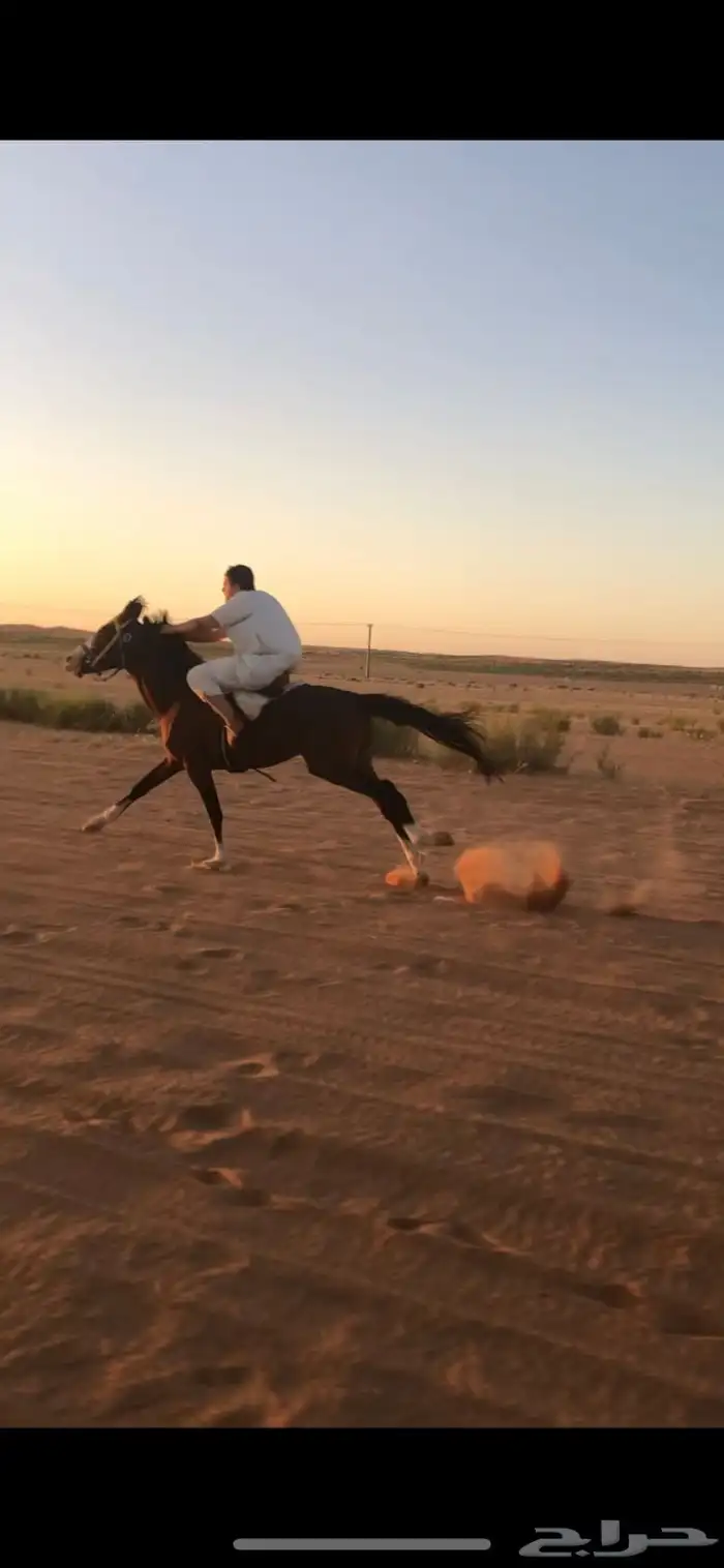 حصان شعبي تربيع وسبووق 8