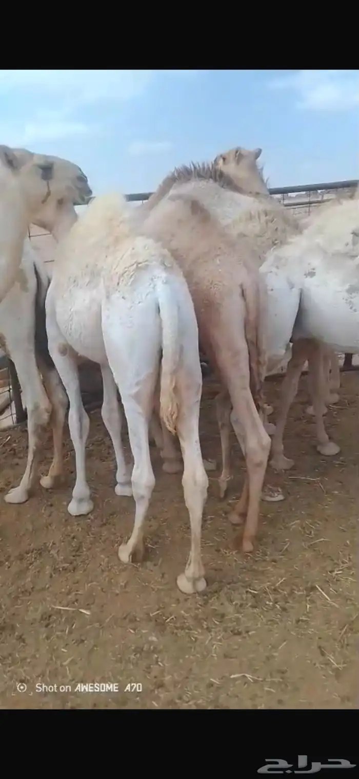 للبيع حشو طيبه كفو اطيب من التصوير القعدان 9وبكره وحده 1