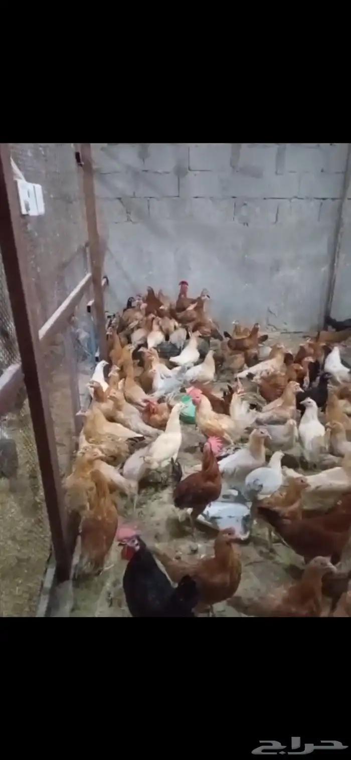 دجاج بلدي بياض فواتح اعمار 6 شهور 1