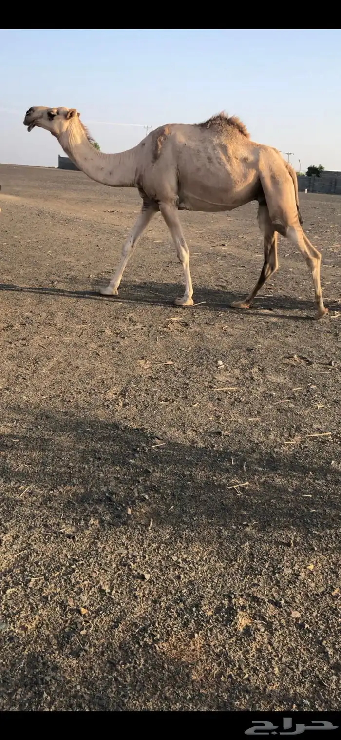 ضروبه منتج 0