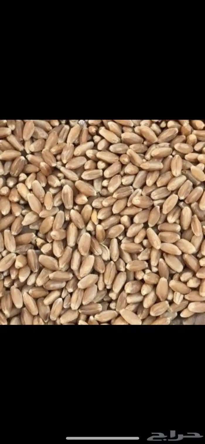 مطلوب قمح علف حمام 0