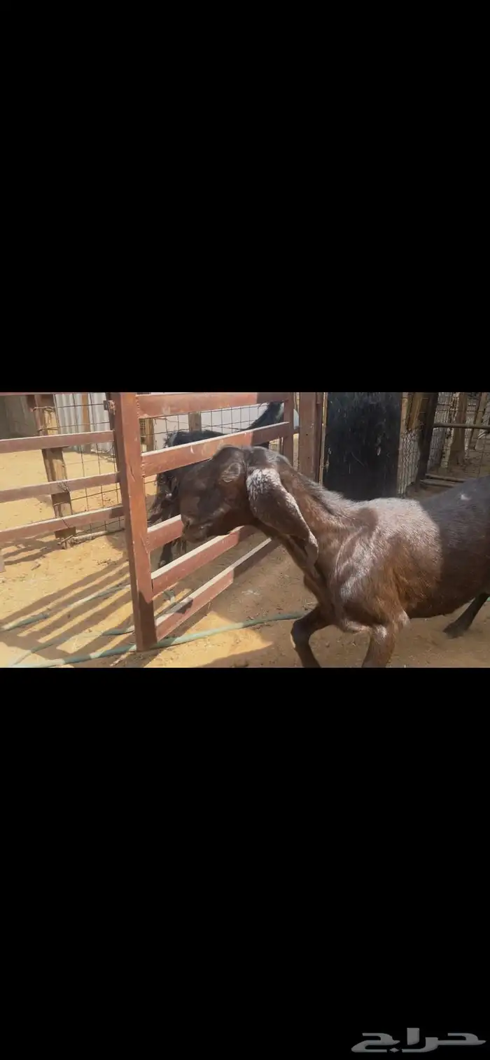 عنز شاميه للبيع..تم البيع 5