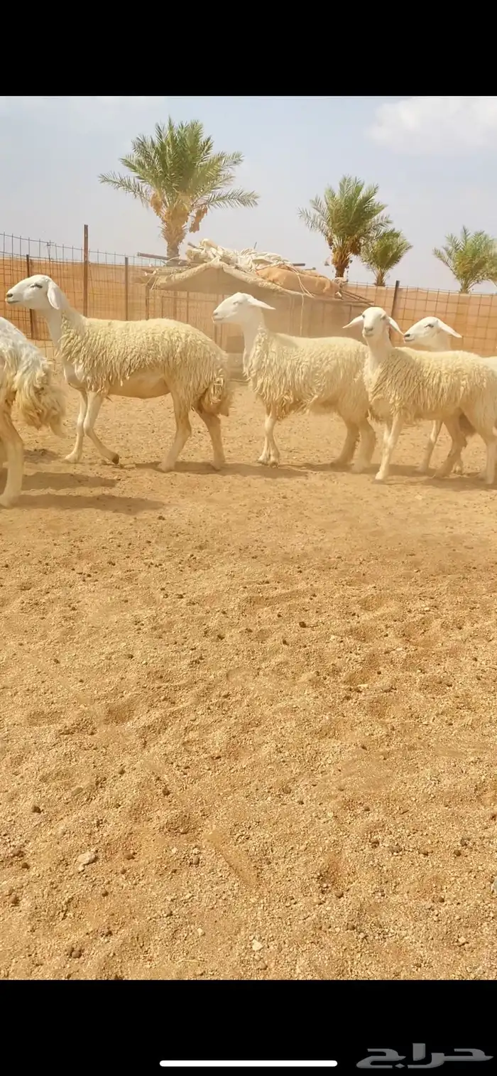 رخال حريات حرش صنف فاخر دفيع (( تم البيع )) 3