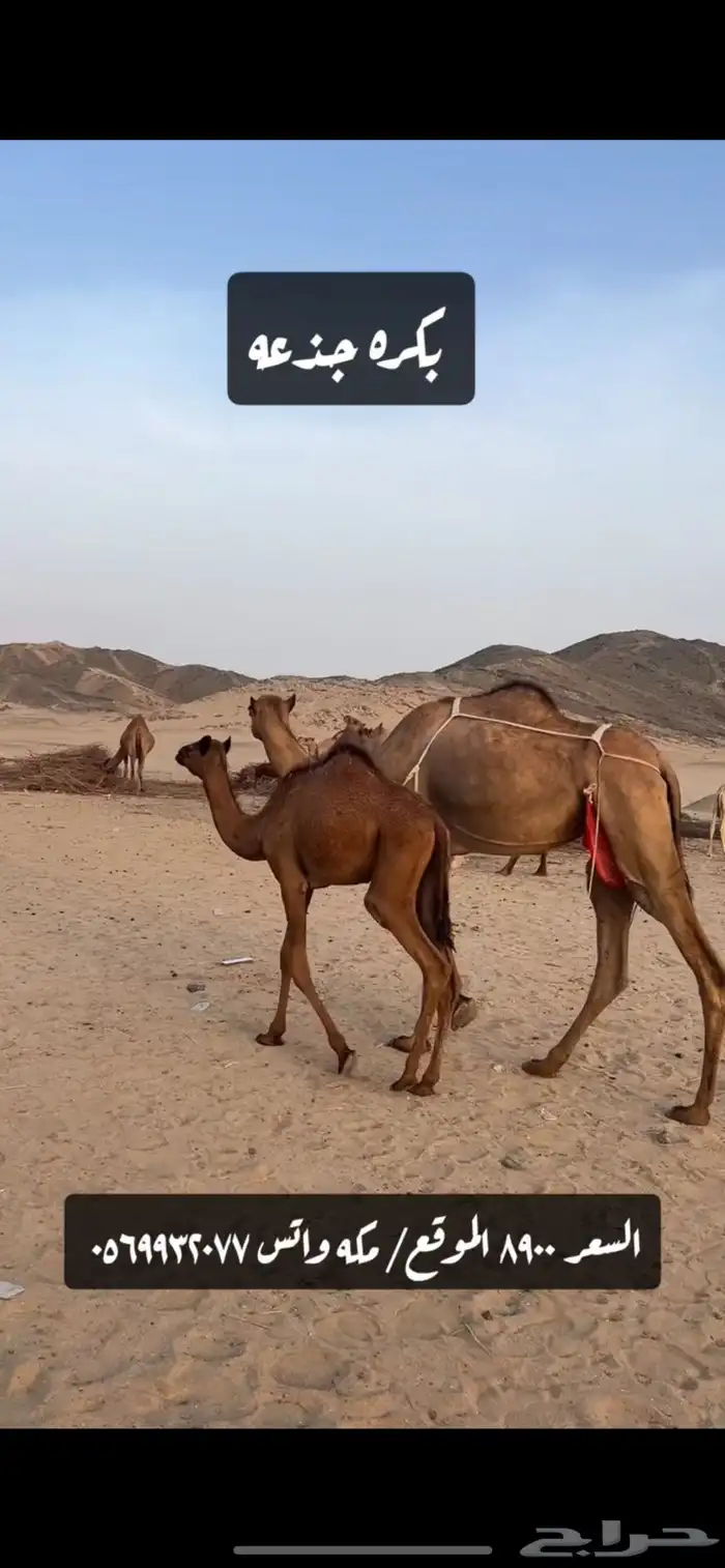 ناقه خلفه(( تم البيع )) 2