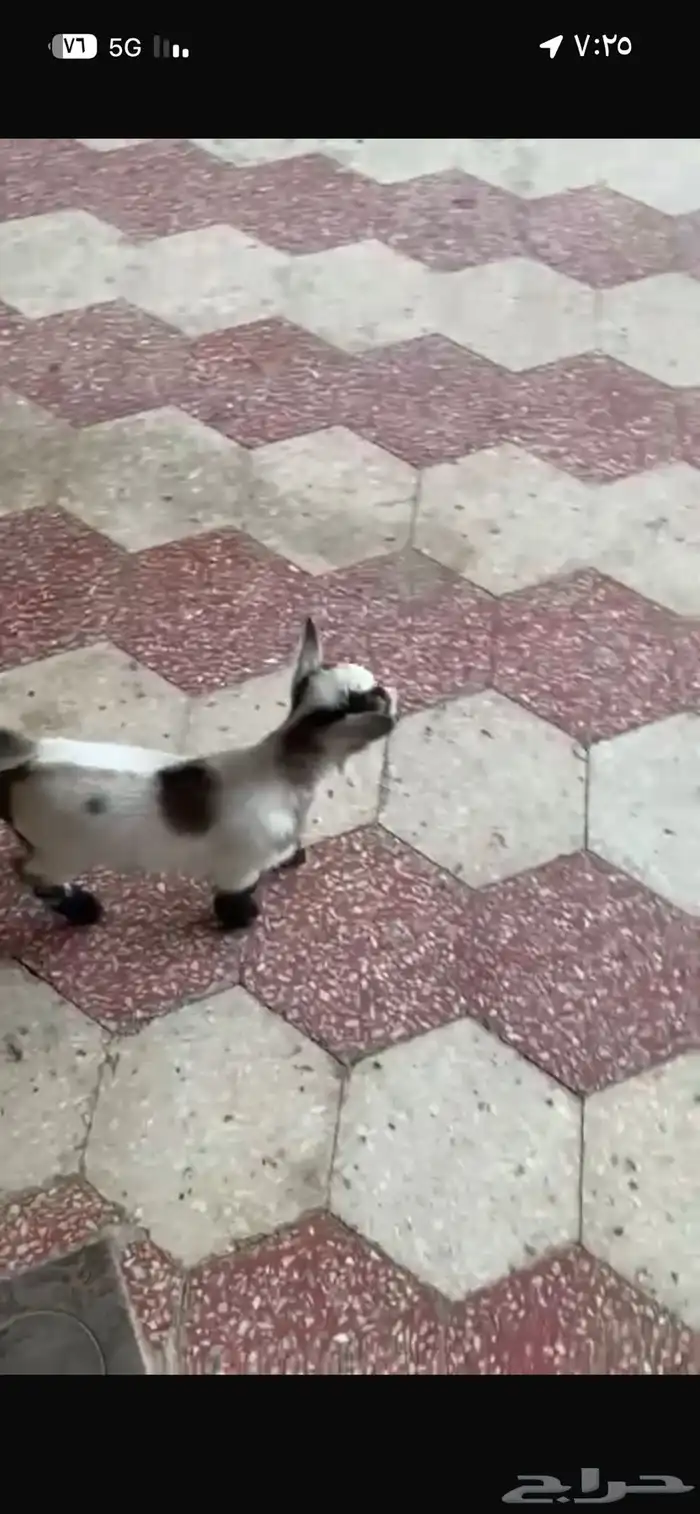 ماعز القزم 0